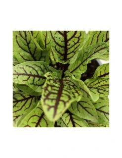 Sementie Boutique -Sementie Boutique acetosa rossa vaso 14 1