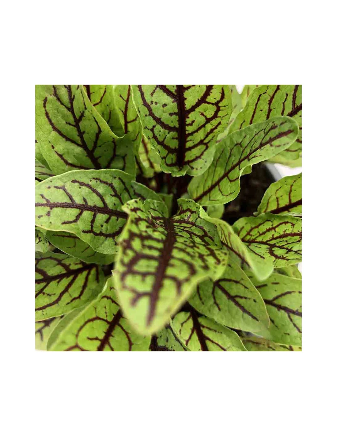 ACETOSA ROSSA Vaso Diametro 14 Cm 4 ACETOSA ROSSA Vaso Diametro 14 Cm - Image 2