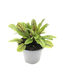 ACETOSA ROSSA Vaso Diametro 14 Cm