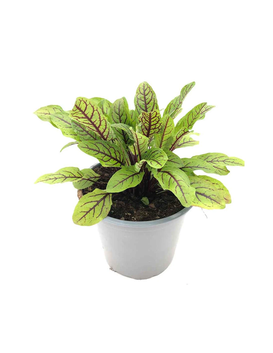 ACETOSA ROSSA Vaso Diametro 14 Cm 3 ACETOSA ROSSA Vaso Diametro 14 Cm