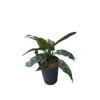 AGLAONEMA 'MARIA' TUFT Diametro Vaso 15/19 Cm 2 AGLAONEMA 'MARIA' TUFT Diametro Vaso 15/19 Cm -Sementie Boutique aglaonema maria tuft diametro vaso 1519 cm