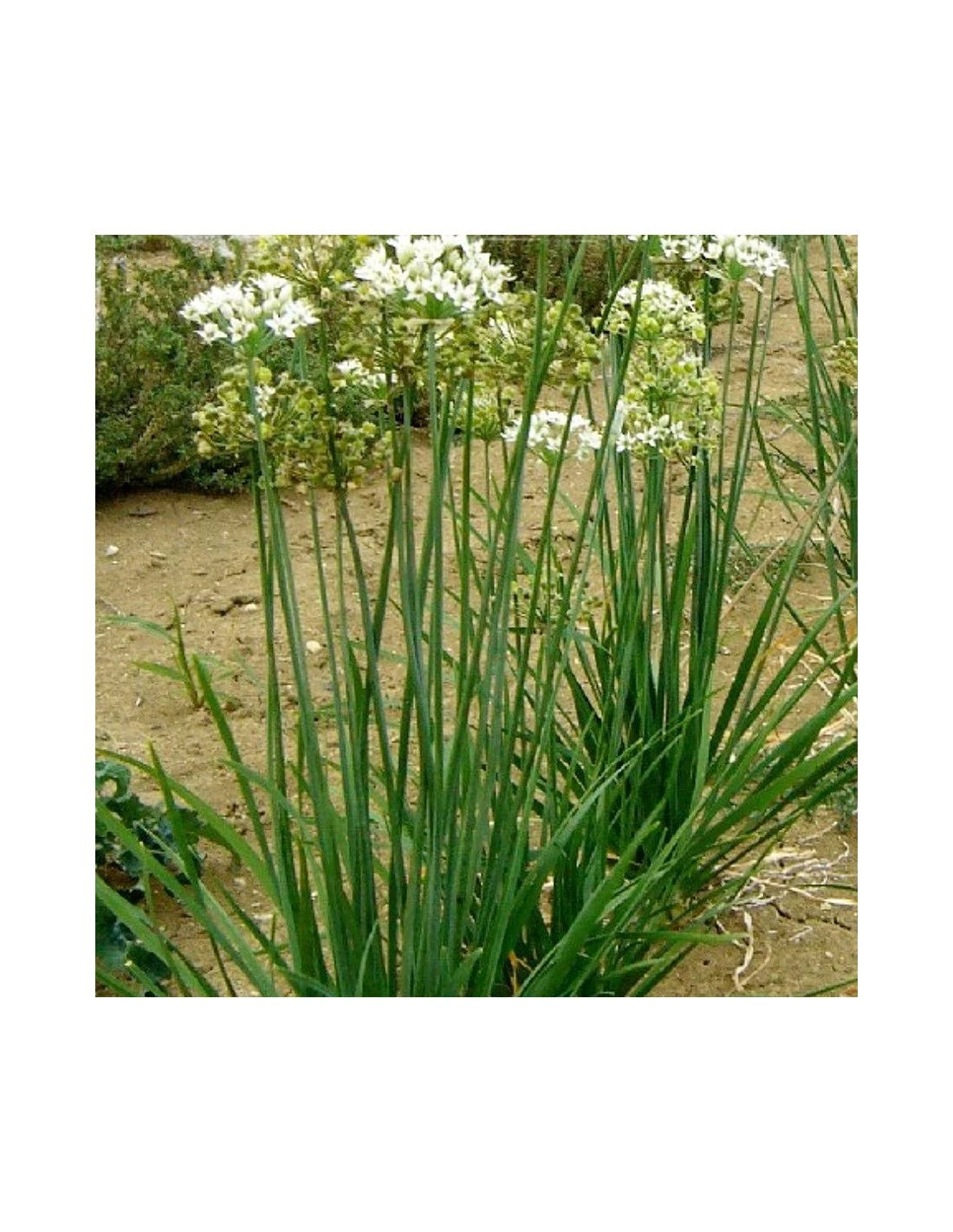 AGLINA Diametro Vaso 14 Cm 3 AGLINA Diametro Vaso 14 Cm