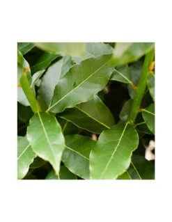 ALLORO Diametro Vaso 10 Cm