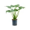 ALOCASIA CUCULLATA BUSH Vaso Diametro 18/19CM 1 ALOCASIA CUCULLATA BUSH Vaso Diametro 18/19CM -Sementie Boutique alocasia cucullata bush pots 18 19cm