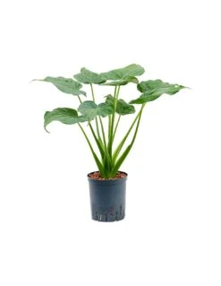 ALOCASIA CUCULLATA BUSH Vaso Diametro 18/19CM