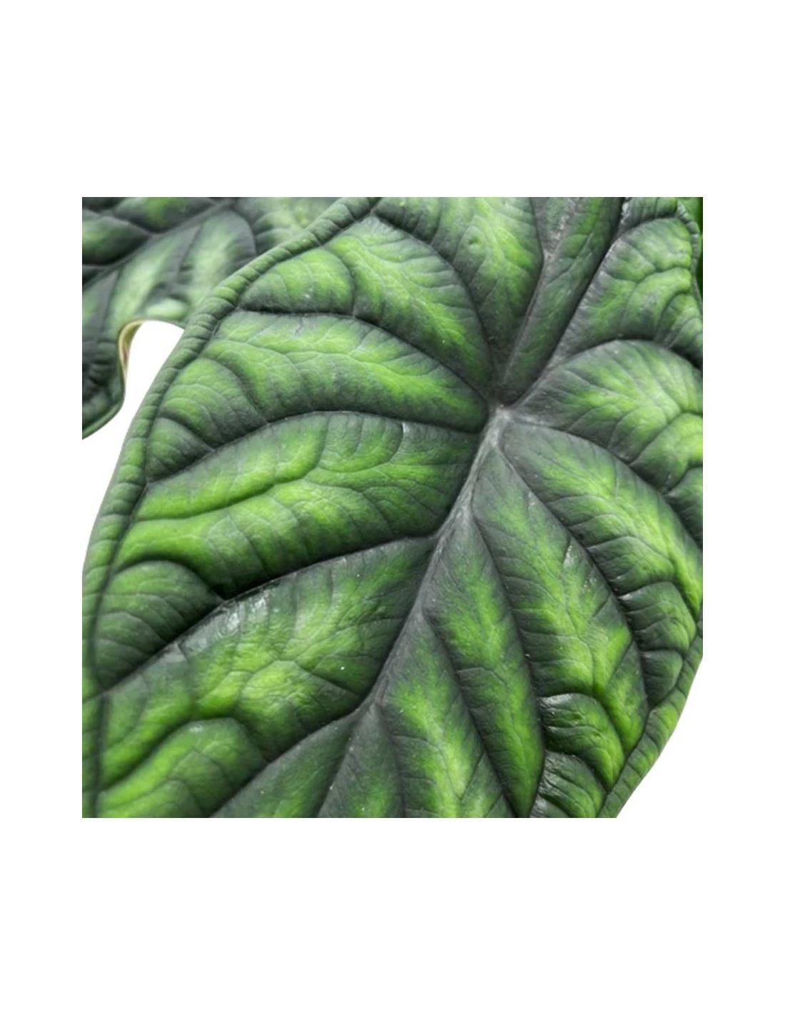 ALOCASIA 'DRAGON SCALE' Diametro Vaso 17 Cm 4 ALOCASIA 'DRAGON SCALE' Diametro Vaso 17 Cm - Image 2