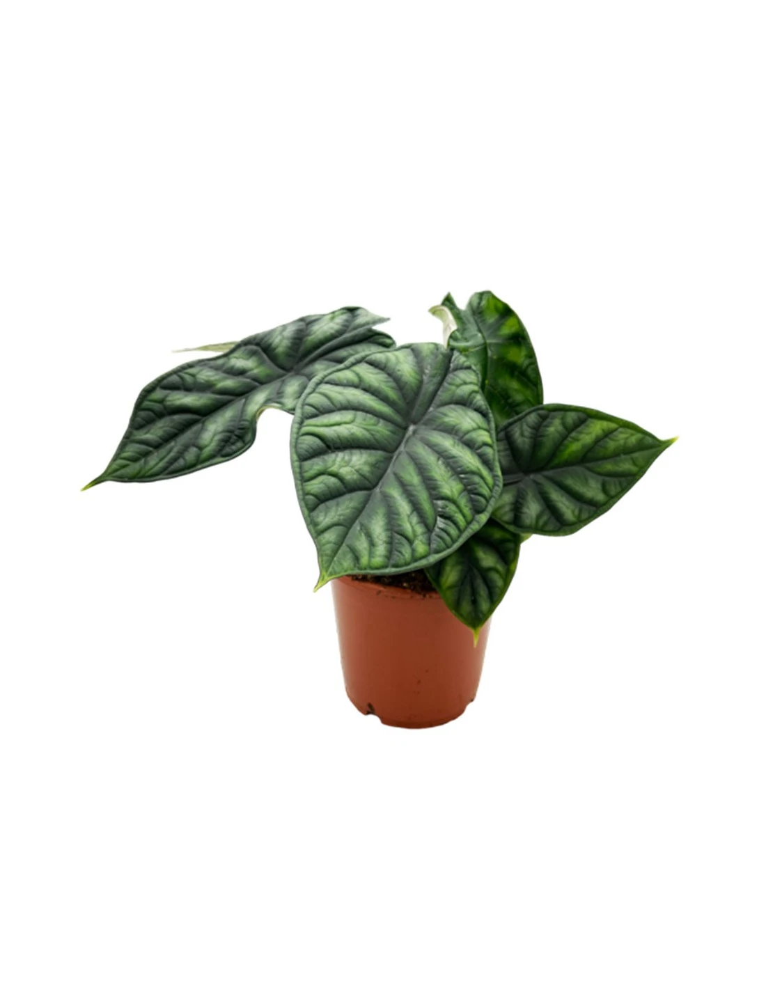 ALOCASIA 'DRAGON SCALE' Diametro Vaso 17 Cm 3 ALOCASIA 'DRAGON SCALE' Diametro Vaso 17 Cm