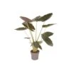 ALOCASIA WENTII Diametro Vaso 24 Cm 2 ALOCASIA WENTII Diametro Vaso 24 Cm -Sementie Boutique alocasia wentii v 24
