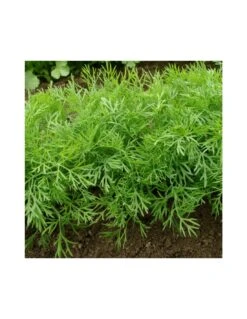 ANETO Diametro Vaso 14 Cm