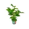 ANTHURIUM 'Alaska' - WHITE Diametro Vaso 17 Cm -Sementie Boutique anthurium alaska white diametro vaso 17 cm