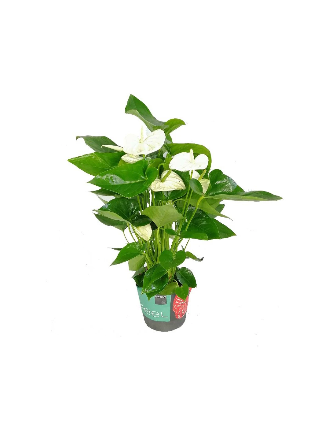 ANTHURIUM 'Alaska' - WHITE Diametro Vaso 17 Cm 3 ANTHURIUM 'Alaska' - WHITE Diametro Vaso 17 Cm