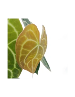 ANTHURIUM 'CLARINERVIUM' Diametro Vaso 17 Cm 7 ANTHURIUM 'CLARINERVIUM' Diametro Vaso 17 Cm -Sementie Boutique anthurium clarinervium v 17 1