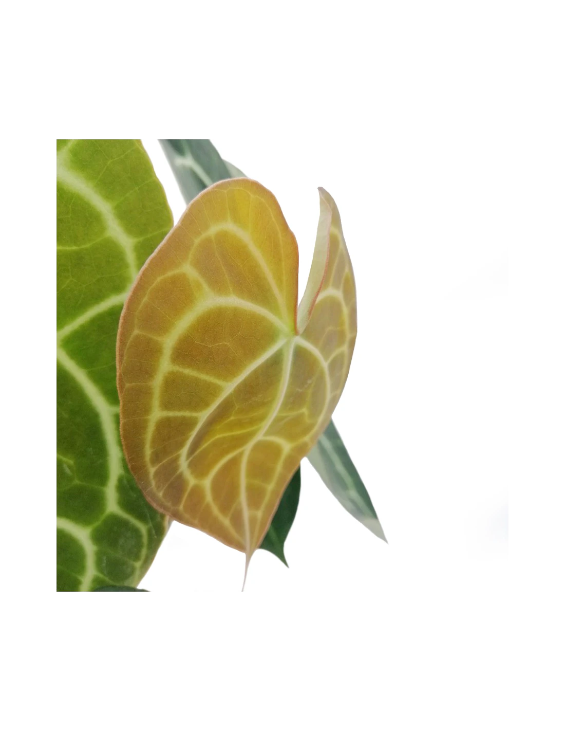 ANTHURIUM 'CLARINERVIUM' Diametro Vaso 17 Cm 5 ANTHURIUM 'CLARINERVIUM' Diametro Vaso 17 Cm - Image 3