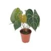 ANTHURIUM 'CLARINERVIUM' Diametro Vaso 17 Cm -Sementie Boutique anthurium clarinervium v 17