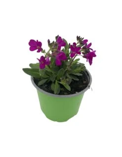 ARABIS BLEPHAROPHYLLA VASO DIAMETRO 12 CM