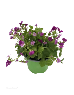ARABIS CAUCASICA LITTLE TREASURE DEEP ROSE VASO DIAMETRO 12 CM