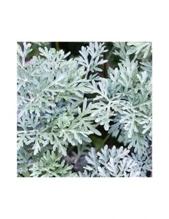 ASSENZIO Diametro Vaso 14 Cm