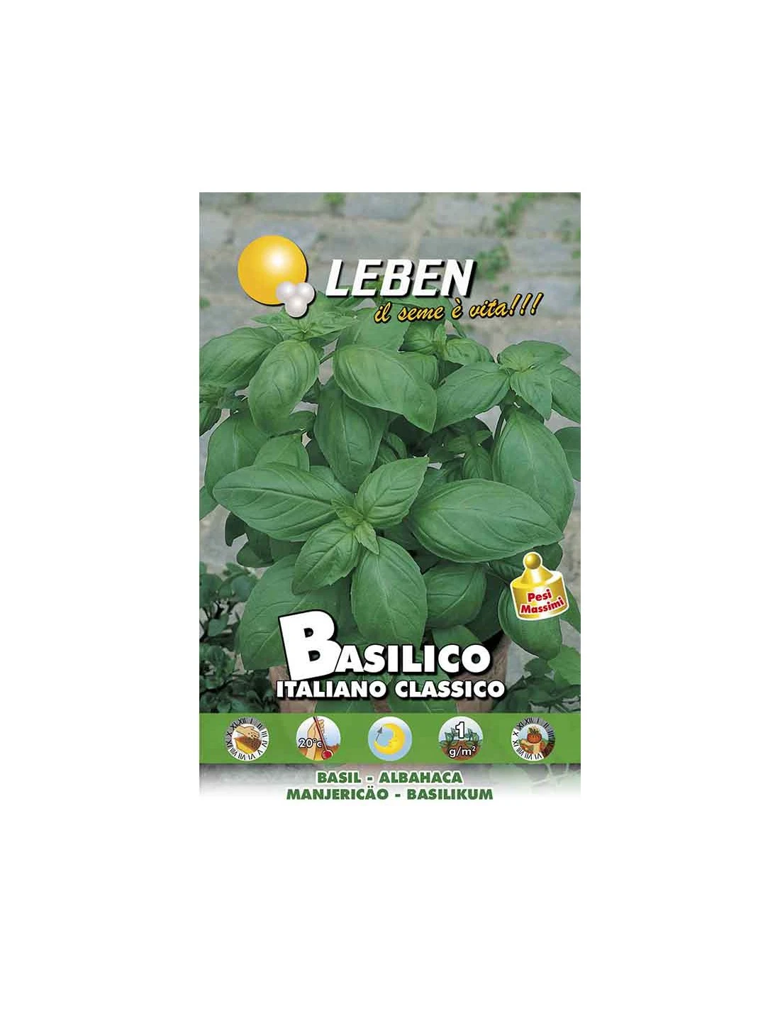 BASILICO ITALIANO CLASSICO 3 BASILICO ITALIANO CLASSICO