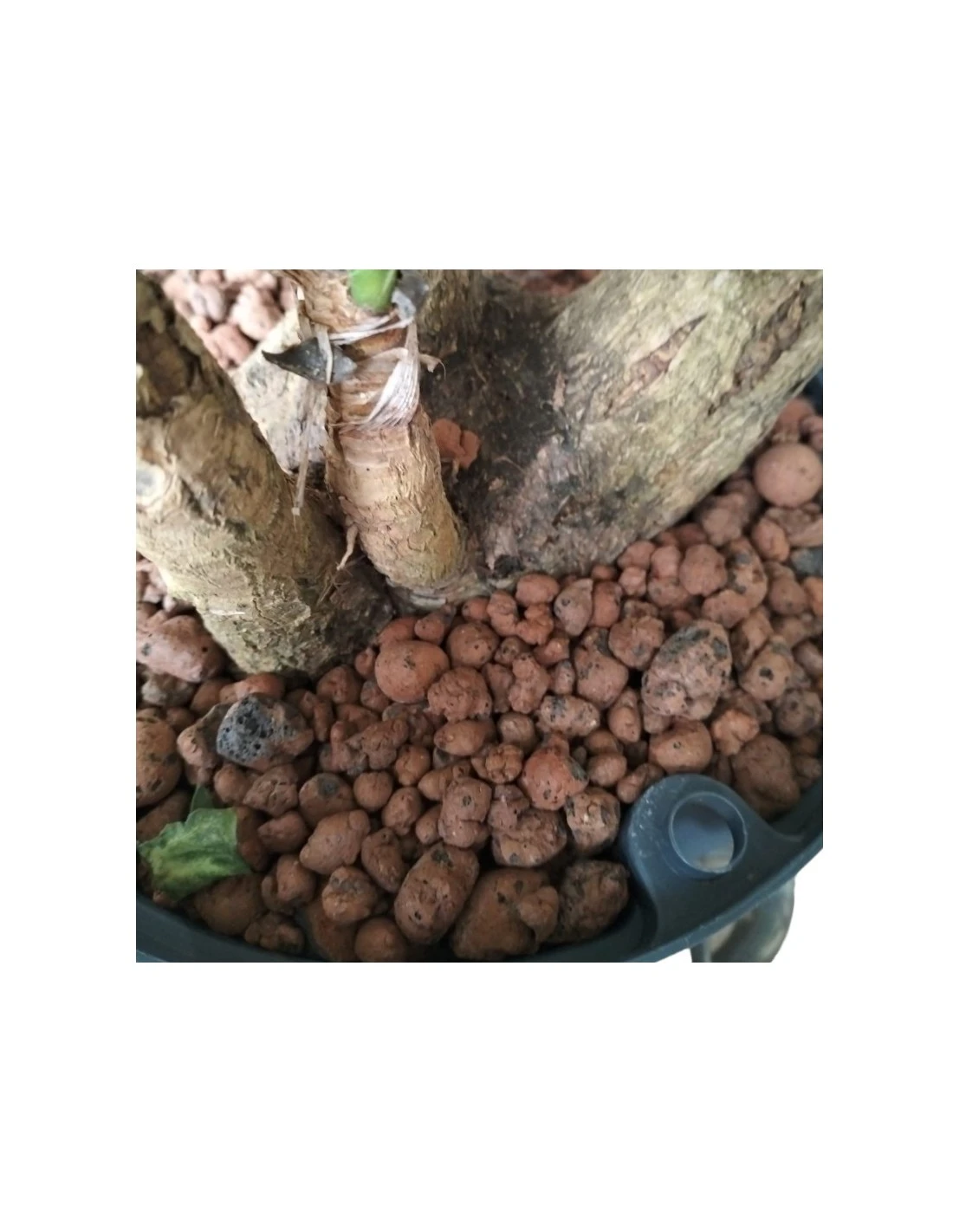 BEAUCARNEA RECURVATA BRANCHED (45),diametro Vaso 25/19 Cm 4 BEAUCARNEA RECURVATA BRANCHED (45),diametro Vaso 25/19 Cm - Image 2