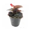 BEGONIA BIG Vaso Diametro 14 Cm 2 BEGONIA BIG Vaso Diametro 14 Cm -Sementie Boutique begonia big v14