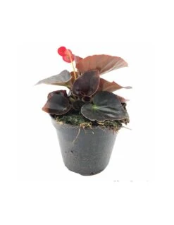 BEGONIA BIG Vaso Diametro 14 Cm