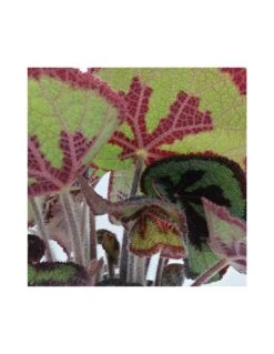 BEGONIA MASONIANA (IRON CROSS) MOUNTAIN Diametro Vaso 17 Cm -Sementie Boutique begonia leaf masoniana iron cross mountain v 17 2