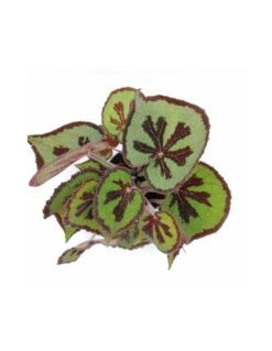 BEGONIA MASONIANA (IRON CROSS) MOUNTAIN Diametro Vaso 17 Cm -Sementie Boutique begonia leaf masoniana iron cross mountain v 17 3
