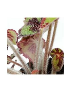 BEGONIA MASONIANA (IRON CROSS) MOUNTAIN Diametro Vaso 17 Cm -Sementie Boutique begonia leaf masoniana iron cross mountain v 17 4