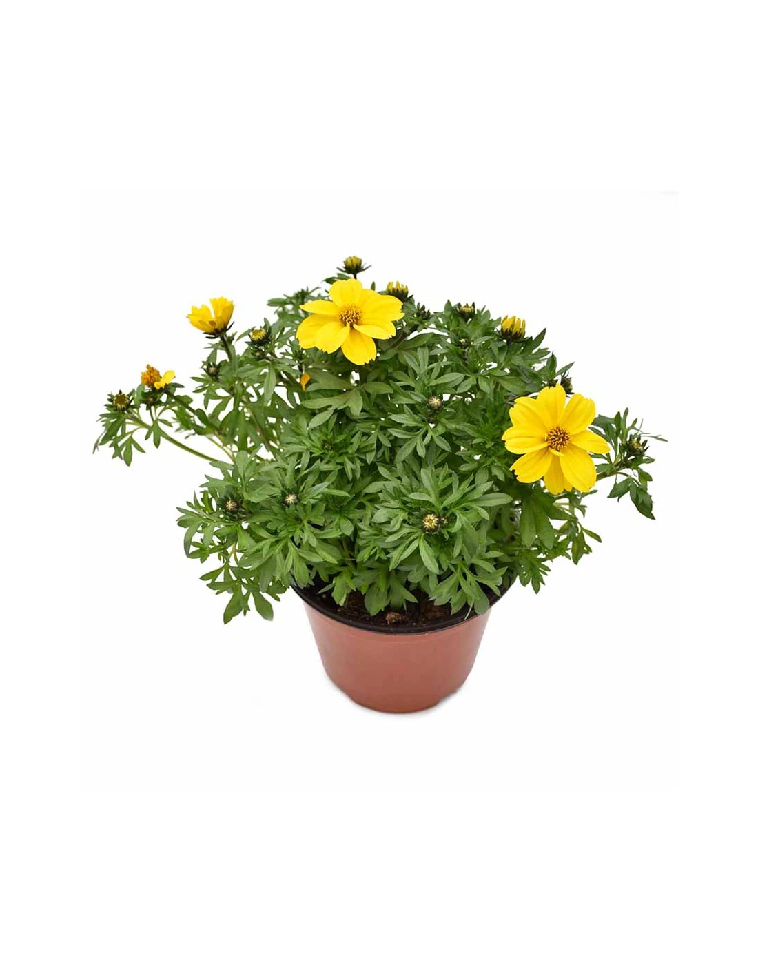 BIDENS Diametro Vaso 14 Cm 3 BIDENS Diametro Vaso 14 Cm