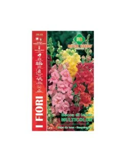 BOCCA DI LEONE MULTICOLOR MAXI