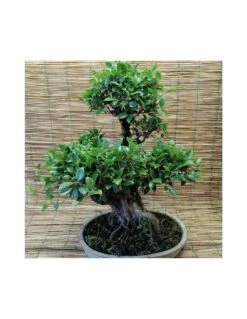 BONSAI FICUS BENJAMIN ESEMPLARE Altezza 60 Cm