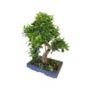 BONSAI FICUS BENJAMIN Altezza 70 Cm 2 BONSAI FICUS BENJAMIN Altezza 70 Cm -Sementie Boutique bonsai ficus benjamin vaso cm 40 x 25 h 70 cm