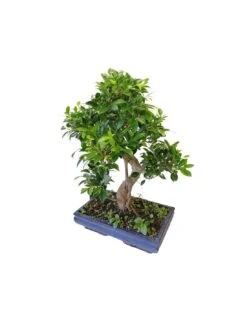 BONSAI FICUS BENJAMIN Altezza 70 Cm