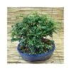 BONSAI PEPE CINESE Altezza 40 Cm 1 BONSAI PEPE CINESE Altezza 40 Cm -Sementie Boutique bonsai pepe cinese xanthoxylum piperitum vaso ovale cm 28 x 18 h 40 cm