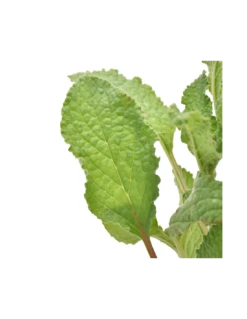 BORRAGINE Diametro Vaso 14 Cm -Sementie Boutique borragine diametro vaso 14 cm 2