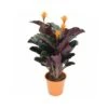 CALATHEA CROCATA 'TASSMANIA' Diametro Vaso 14 Cm 1 CALATHEA CROCATA 'TASSMANIA' Diametro Vaso 14 Cm -Sementie Boutique calathea crocata tassmania diametro vaso 14 cm