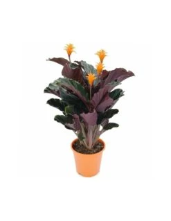 CALATHEA CROCATA 'TASSMANIA' Diametro Vaso 14 Cm