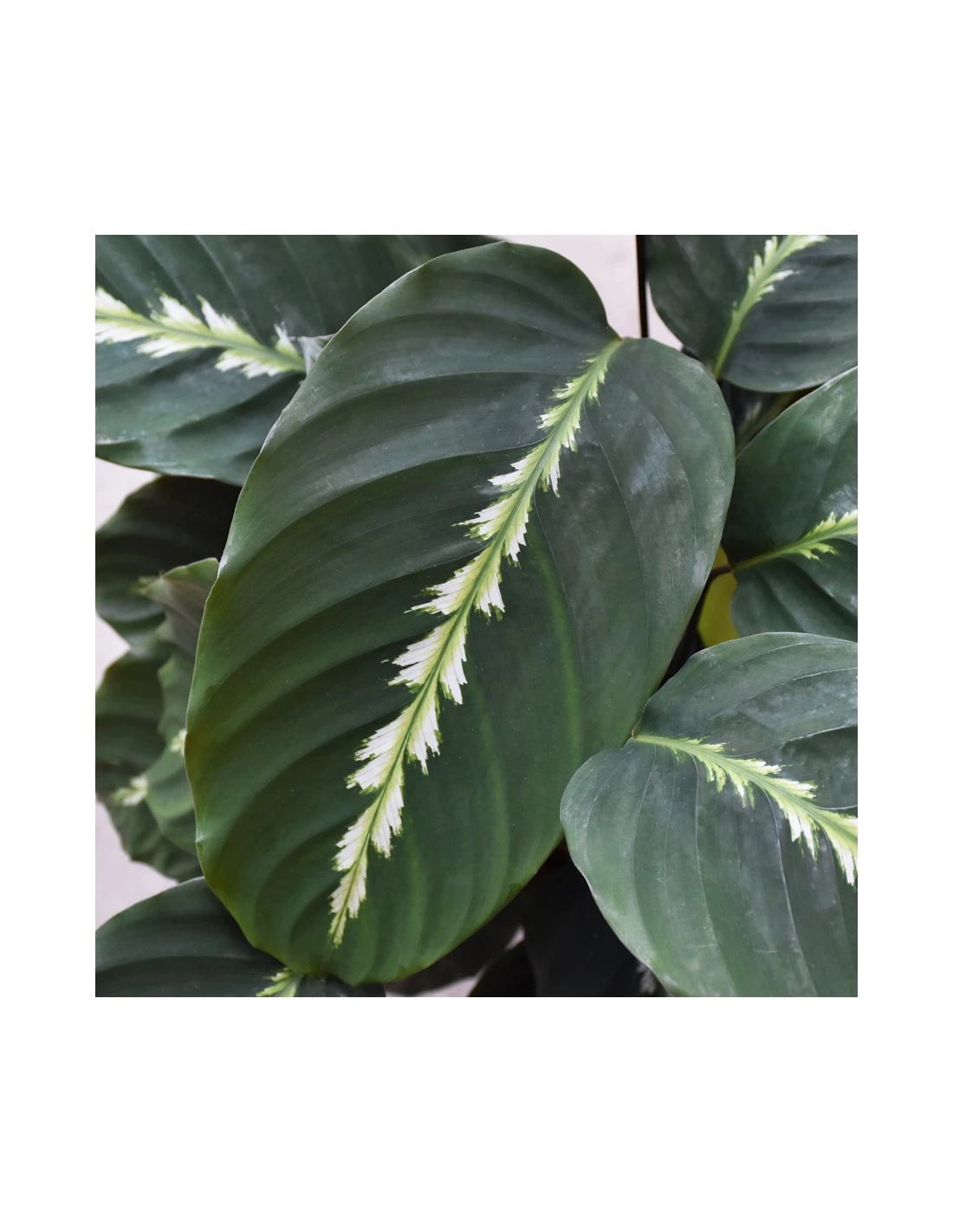 CALATHEA 'LOUISAE' Diametro Vaso 17 Cm 4 CALATHEA 'LOUISAE' Diametro Vaso 17 Cm - Image 2