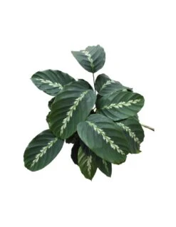 CALATHEA 'LOUISAE' Diametro Vaso 17 Cm 8 CALATHEA 'LOUISAE' Diametro Vaso 17 Cm -Sementie Boutique calathea louisae diametro vaso 17 cm 2