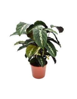 CALATHEA 'LOUISAE' Diametro Vaso 17 Cm