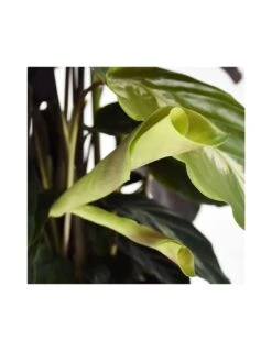 CALATHEA 'LOUISAE' Diametro Vaso 17 Cm 9 CALATHEA 'LOUISAE' Diametro Vaso 17 Cm -Sementie Boutique calathea louisae diametro vaso 17 cm 3