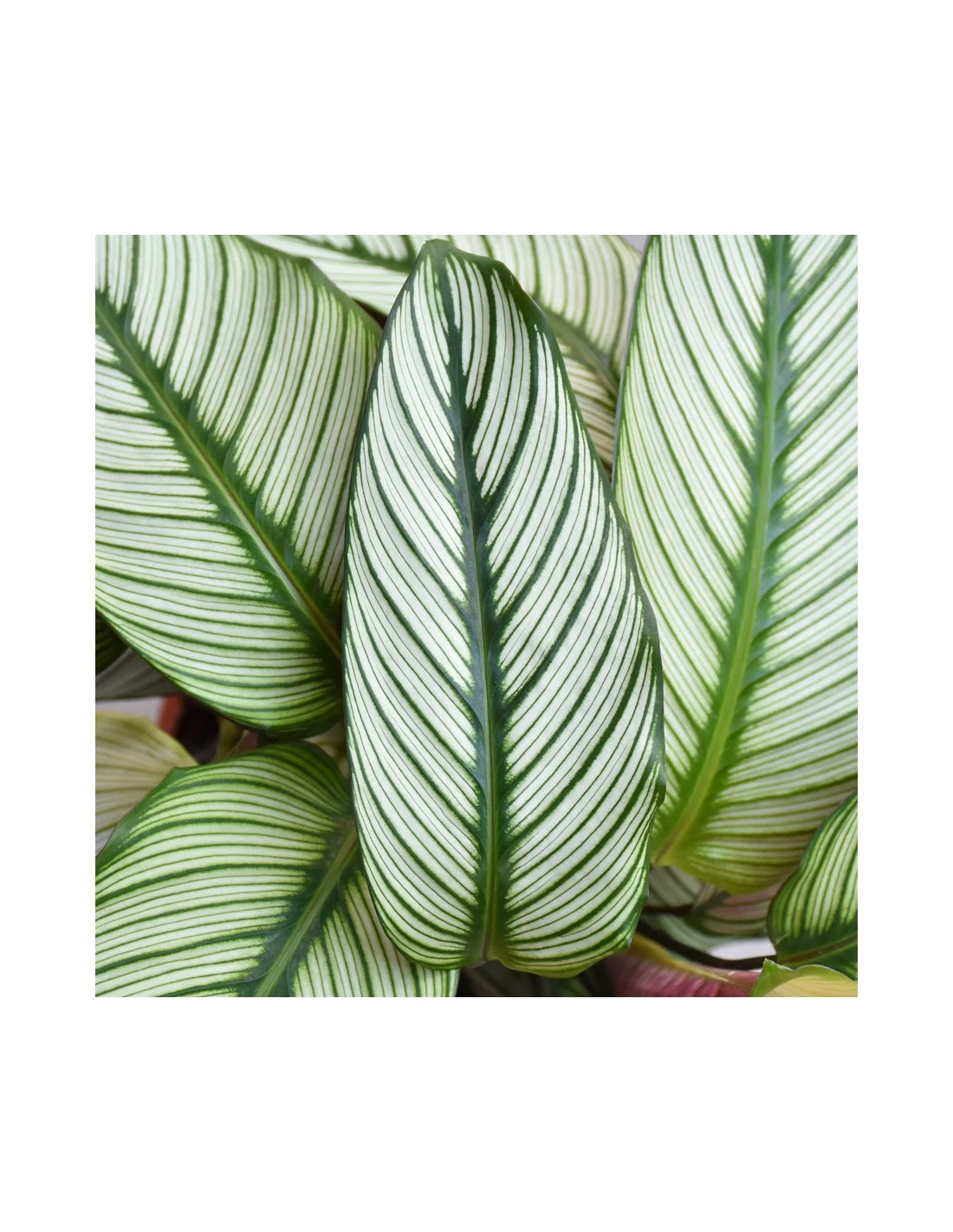 CALATHEA 'MAJESTICA, WHITE STAR' Diametro Vaso 19 Cm 4 CALATHEA 'MAJESTICA, WHITE STAR' Diametro Vaso 19 Cm - Image 2