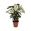 CALATHEA 'MAJESTICA, WHITE STAR' Diametro Vaso 19 Cm -Sementie Boutique calathea majestica white star diametro vaso 19 cm