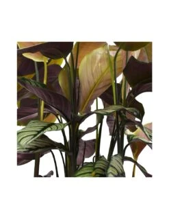 CALATHEA 'MAJESTICA, WHITE STAR' Diametro Vaso 19 Cm 7 CALATHEA 'MAJESTICA, WHITE STAR' Diametro Vaso 19 Cm -Sementie Boutique calathea majestica white star diametro vaso 19 cm 2