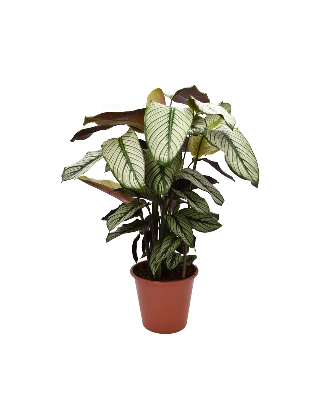 CALATHEA 'MAJESTICA, WHITE STAR' Diametro Vaso 19 Cm 3 CALATHEA 'MAJESTICA, WHITE STAR' Diametro Vaso 19 Cm