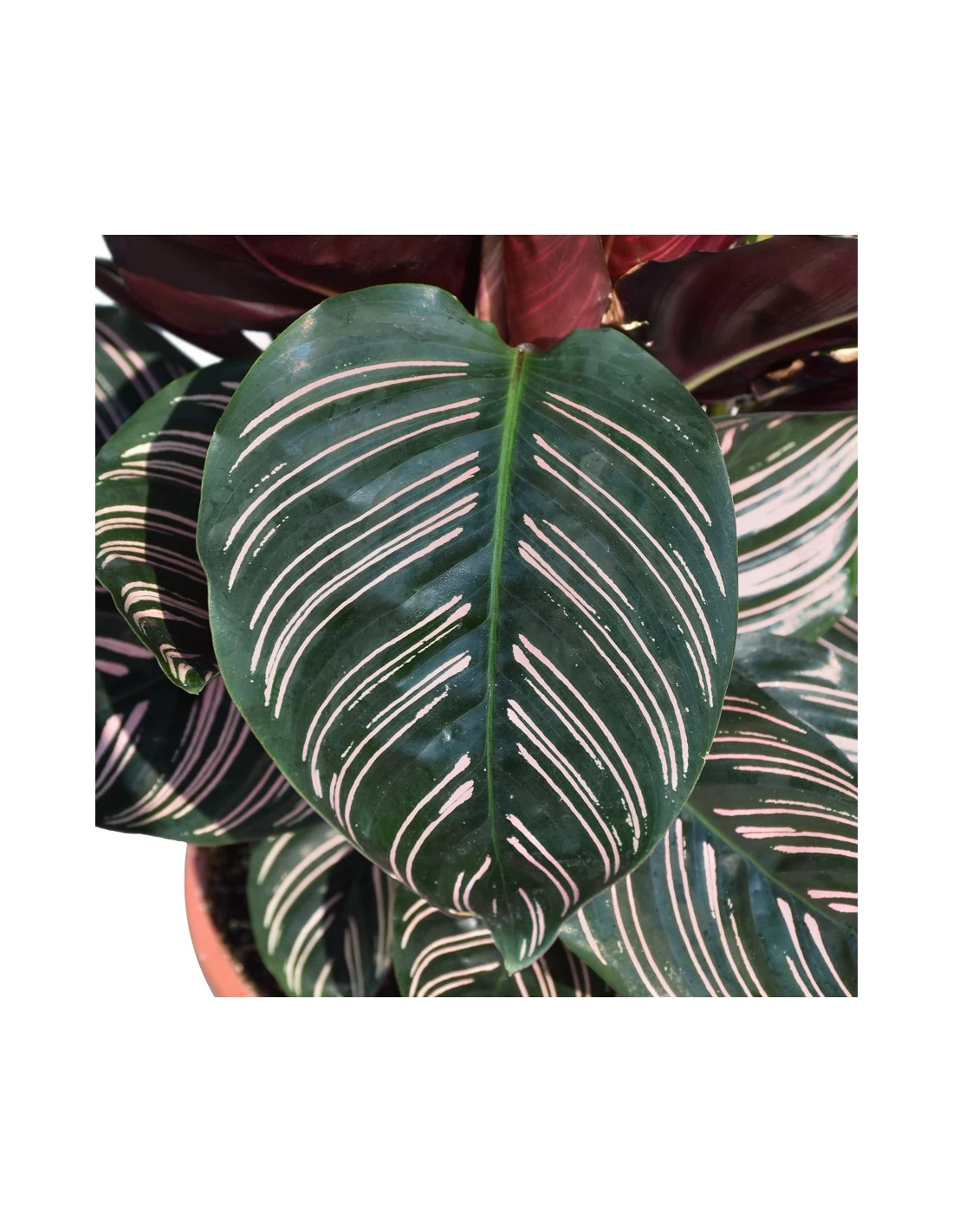 CALATHEA 'ORNATA' Diametro Vaso 19 Cm 4 CALATHEA 'ORNATA' Diametro Vaso 19 Cm - Image 2