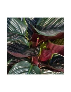 CALATHEA 'ORNATA' Diametro Vaso 19 Cm 7 CALATHEA 'ORNATA' Diametro Vaso 19 Cm -Sementie Boutique calathea ornata diametro vaso 19 cm 2