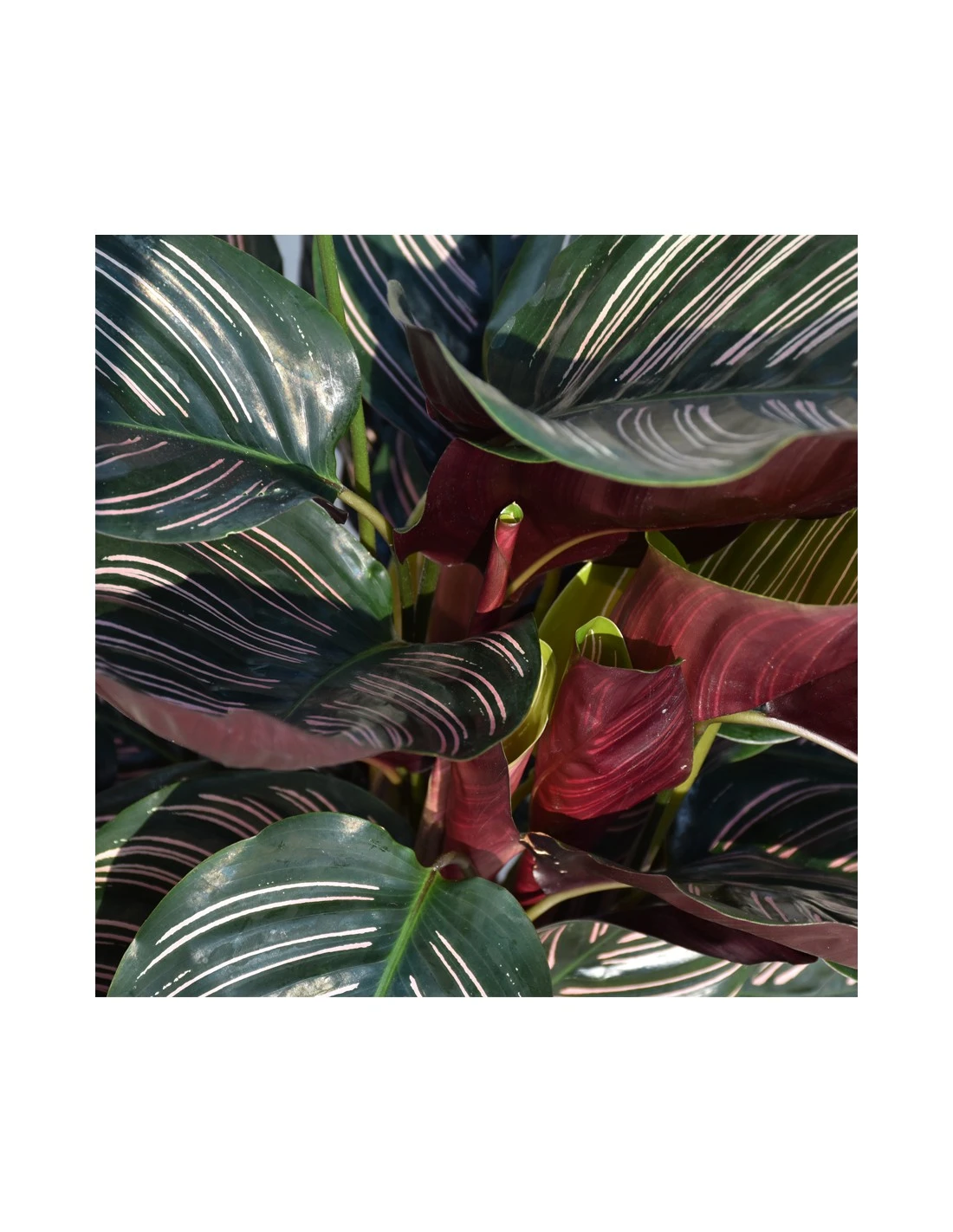 CALATHEA 'ORNATA' Diametro Vaso 19 Cm 5 CALATHEA 'ORNATA' Diametro Vaso 19 Cm - Image 3