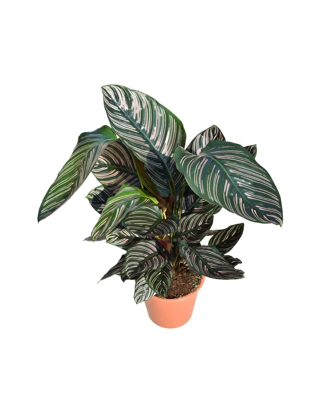 CALATHEA 'ORNATA' Diametro Vaso 19 Cm 3 CALATHEA 'ORNATA' Diametro Vaso 19 Cm