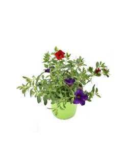 CALIBRACHOA Diametro Vaso 14 Cm